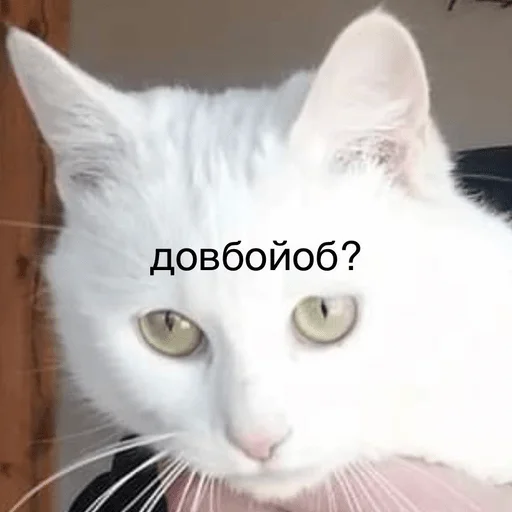 🧐 Стикер «My fav stickers» для Telegram
