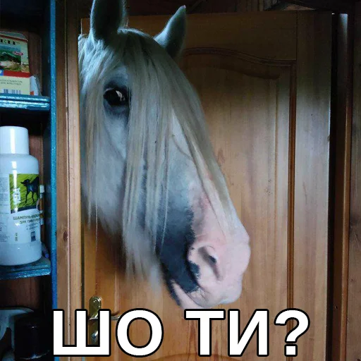 👀 Стикер «Файні звірятка» для Telegram