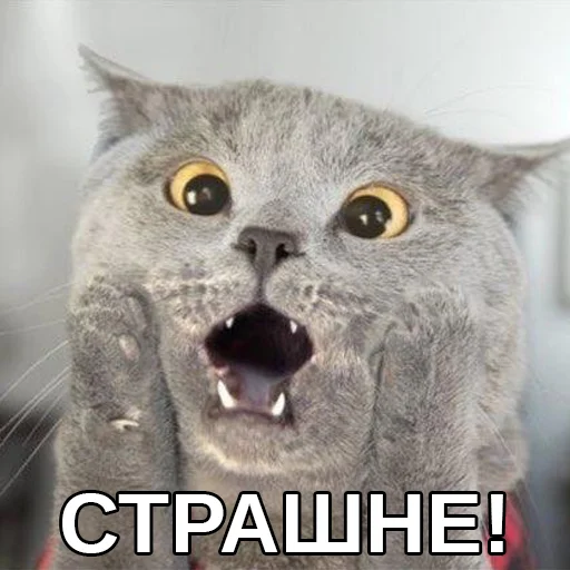 😦 Стикер «Файні звірятка» для Telegram
