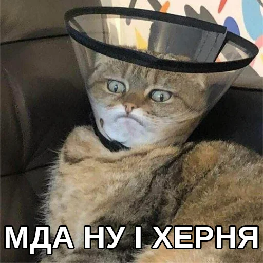 😟 Стикер «Файні звірятка» для Telegram