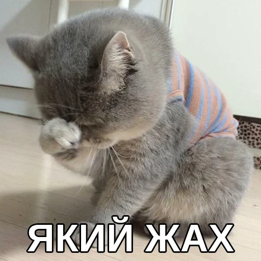 🤭 Стикер «Файні звірятка» для Telegram