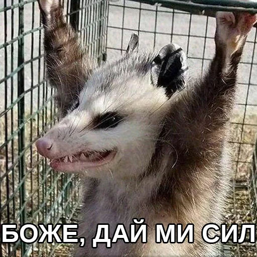 😫 Стикер «Файні звірятка» для Telegram