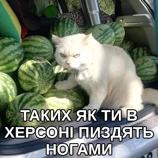 😡 Стикер «Файні звірятка» для Telegram