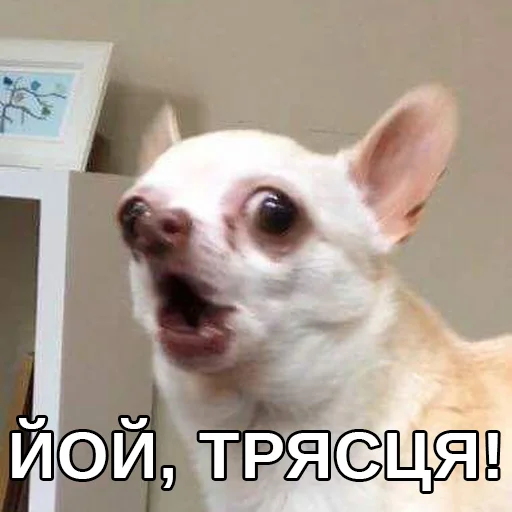 😵 Стикер «Файні звірятка» для Telegram