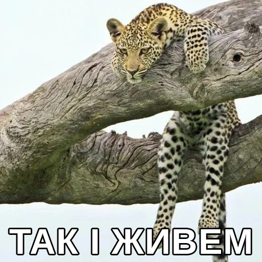 😔 Стикер «Файні звірятка» для Telegram