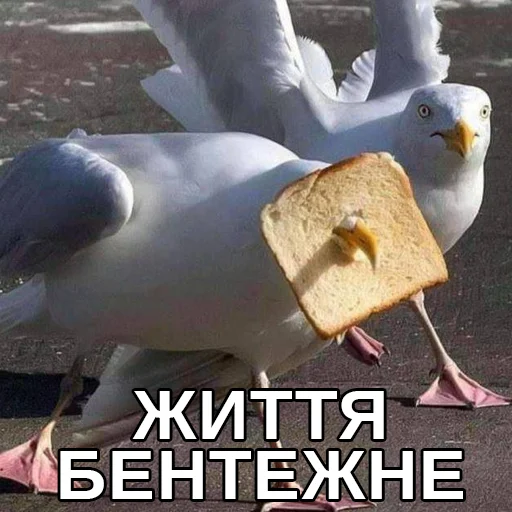 😟 Стикер «Файні звірятка» для Telegram