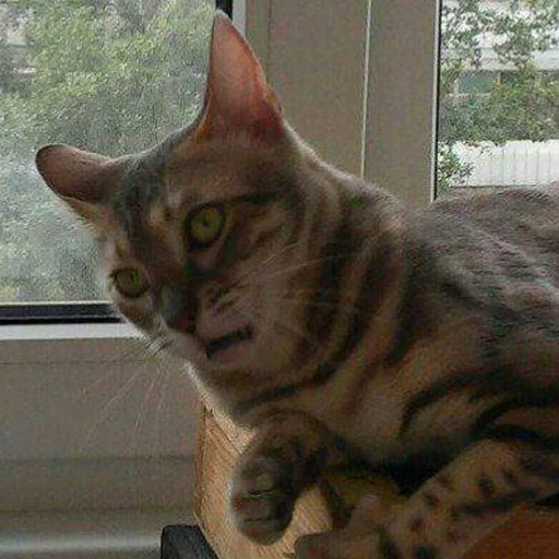 😾 Стикер «Файні звірятка» для Telegram
