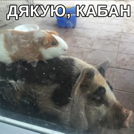 🤪 Стикер «Файні звірятка» для Telegram