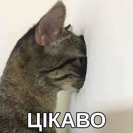 👀 Стикер «Файні звірятка» для Telegram