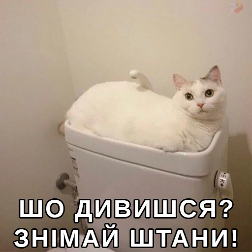 👏 Стикер «Файні звірятка» для Telegram