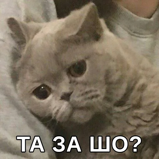 😢 Стикер «Файні звірятка» для Telegram
