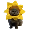 🌼 Эмодзи «Fcking Cats» для Telegram