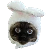 🐱 Эмодзи «Fcking Cats» для Telegram