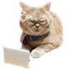 💻 Эмодзи «Fcking Cats» для Telegram