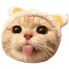 Стикерпак Fcking Cats для Telegram