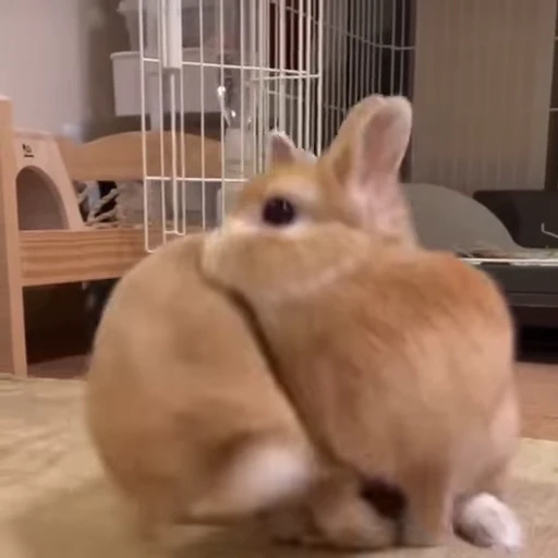 🥳 Стикер «Кролики / Rabbits» для Telegram