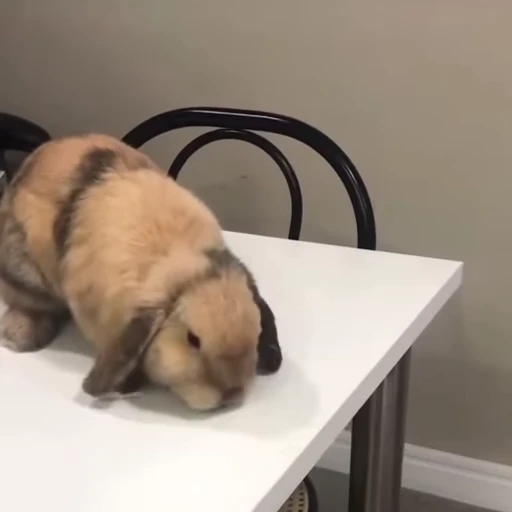 🤡 Стикер «Кролики / Rabbits» для Telegram
