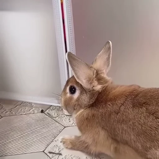 🤪 Стикер «Кролики / Rabbits» для Telegram