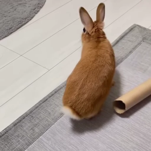 💨 Стикер «Кролики / Rabbits» для Telegram