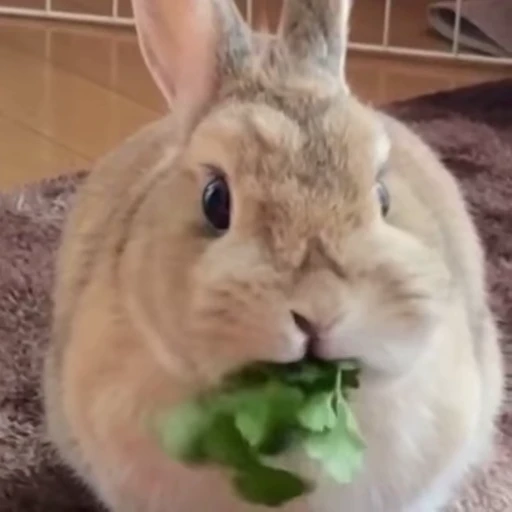 🥕 Стикер «Кролики / Rabbits» для Telegram