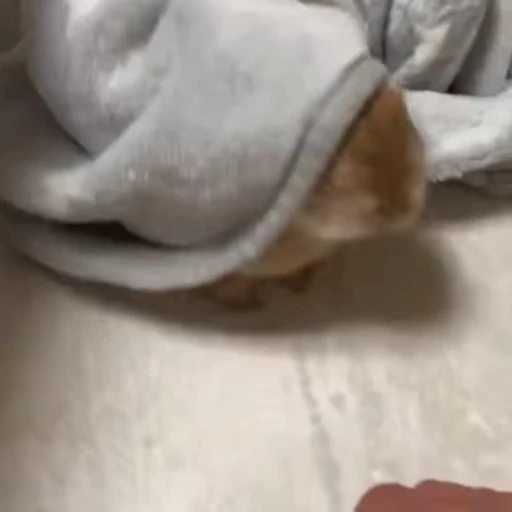 🥸 Стикер «Кролики / Rabbits» для Telegram
