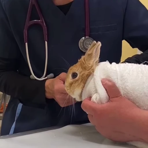 😰 Стикер «Кролики / Rabbits» для Telegram