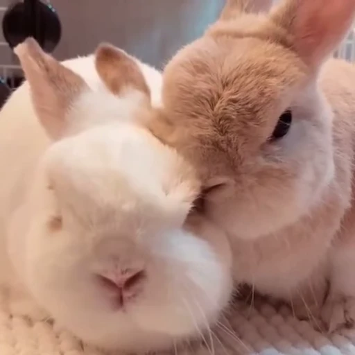 ♥️ Стикер «Кролики / Rabbits» для Telegram