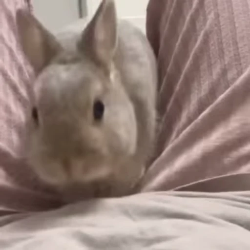 🤓 Стикер «Кролики / Rabbits» для Telegram