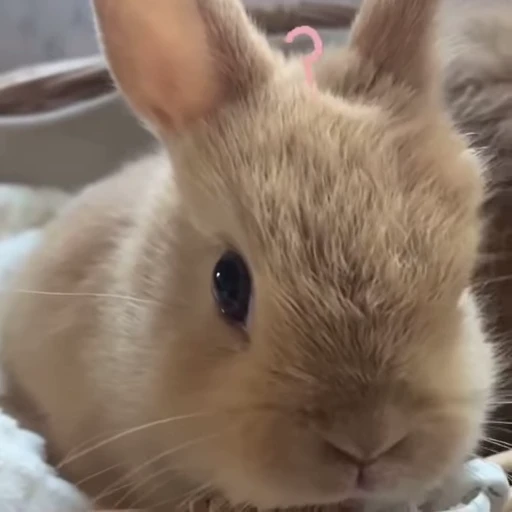 ❓ Стикер «Кролики / Rabbits» для Telegram