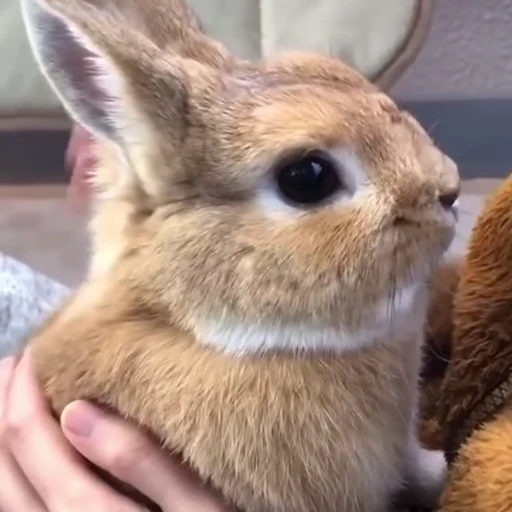 😇 Стикер «Кролики / Rabbits» для Telegram