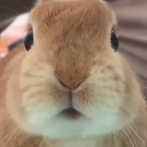 Стикерпак Кролики / Rabbits для Telegram