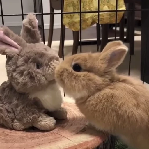 😚 Стикер «Кролики / Rabbits» для Telegram
