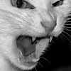 🐈‍⬛ Эмодзи «female vibe» для Telegram