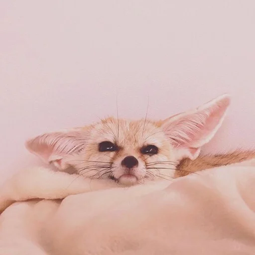 🦊 Стикер «FensFennecPack» для Telegram