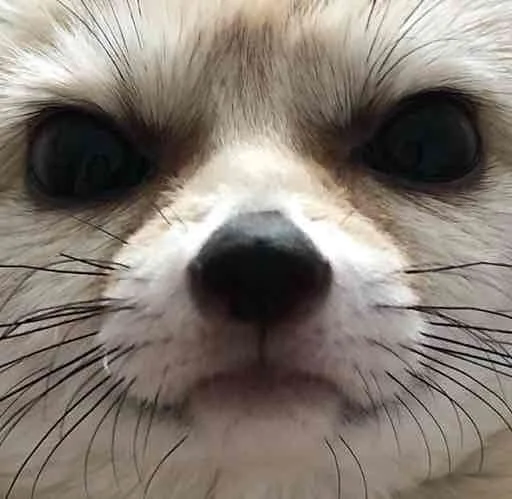 👀 Стикер «FensFennecPack» для Telegram