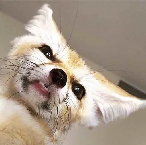 🦊 Стикер «FensFennecPack» для Telegram
