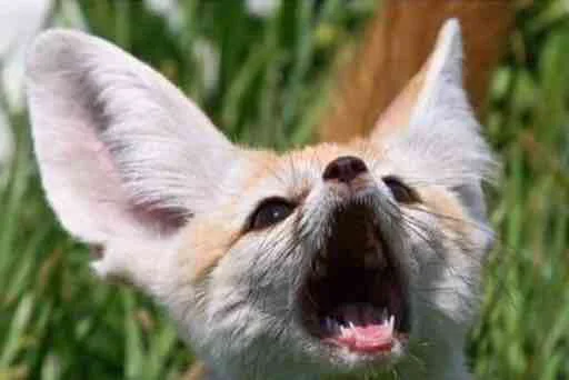 🦊 Стикер «FensFennecPack» для Telegram