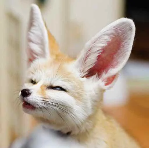 😜 Стикер «FensFennecPack» для Telegram