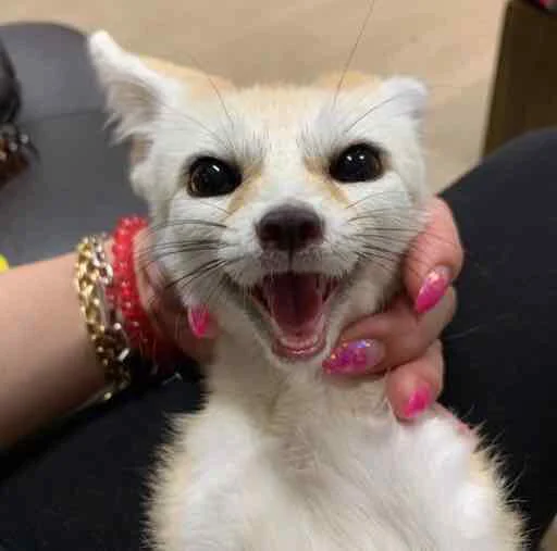 😜 Стикер «FensFennecPack» для Telegram