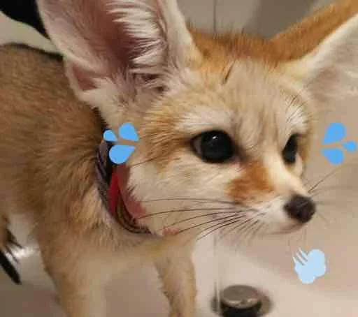 💦 Стикер «FensFennecPack» для Telegram