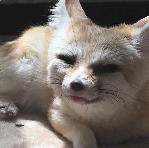 😏 Стикер «FensFennecPack» для Telegram