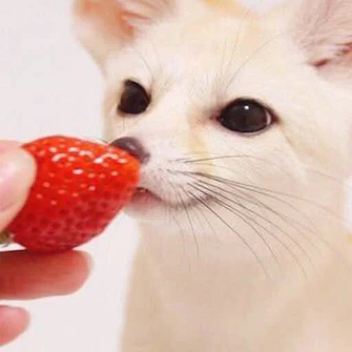 🍓 Стикер «FensFennecPack» для Telegram