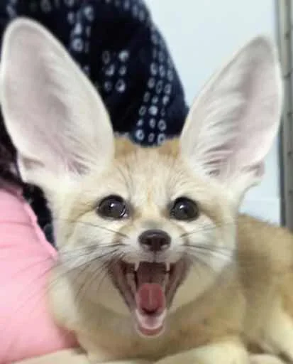 😁 Стикер «FensFennekPack2» для Telegram