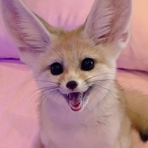 😄 Стикер «FensFennekPack2» для Telegram