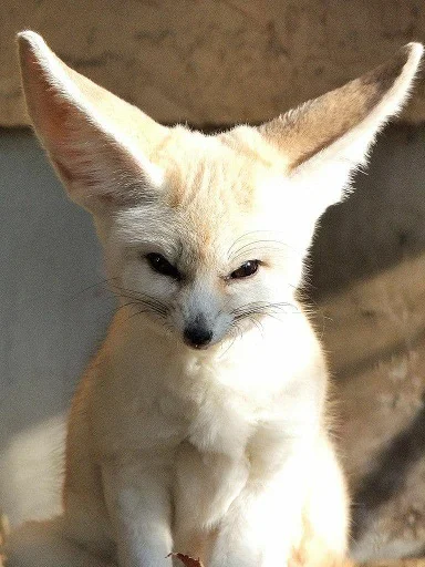 😈 Стикер «FensFennekPack2» для Telegram