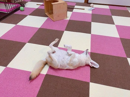 😴 Стикер «FensFennekPack2» для Telegram