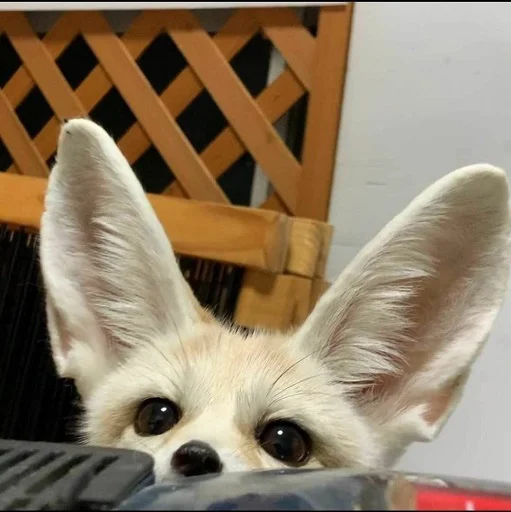 👁 Стикер «FensFennekPack2» для Telegram