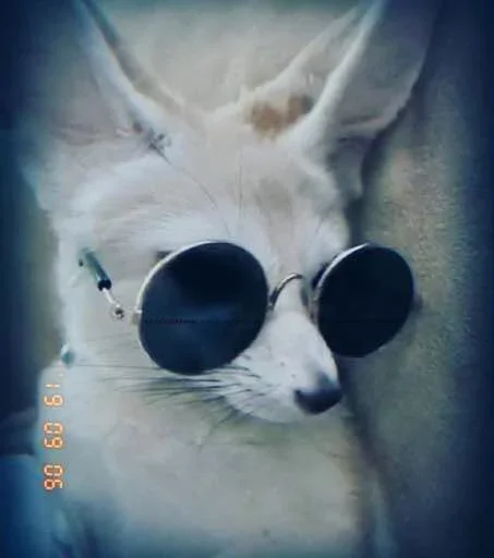 😎 Стикер «FensFennekPack2» для Telegram
