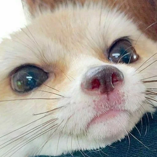 😐 Стикер «FensFennekPack2» для Telegram