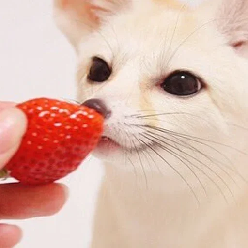 🍓 Стикер «FensFennekPack2» для Telegram
